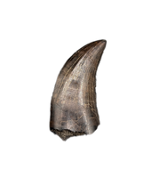 Large Acheroraptor Tooth