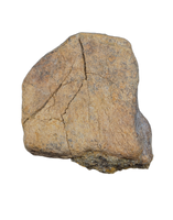 Triceratops Frill Section