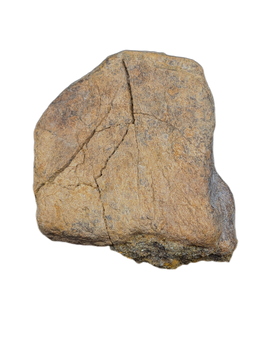 Triceratops Frill Section