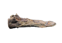 Pterosaur Azhdarchidae (Infernodrakon?) Vertebra