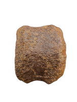 Edmontosaurus Vertebra
