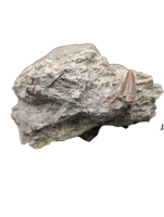 Theropod Dinosaur Tooth, El Mers Formation