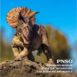 Doyle the Triceratops, PNSO