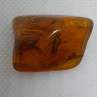 Chiapas amber with a large insect, 25 million years old.
