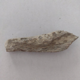 Small Mosasaur Jaw Section from the Kansas Chalk