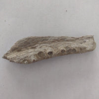 Small Mosasaur Jaw Section from the Kansas Chalk