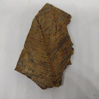 Fossil Plant (Walchia) 305 Million Years Old