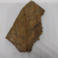 Fossil Plant (Walchia) 305 Million Years Old