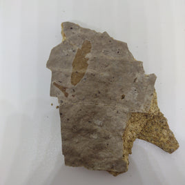 Fossil Leaf, Florissant Formation 34 Million Years Old