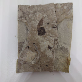 Fossil Leaf, Florissant Formation 34 Million Years Old