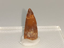 Abelisaur tooth
