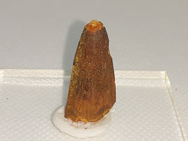 Spinosaur Tooth