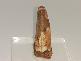 Spinosaur Tooth