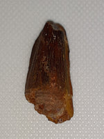 Spinosaur Tooth