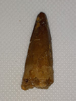 Spinosaur Tooth