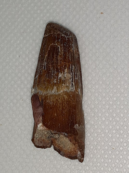 Spinosaur Tooth