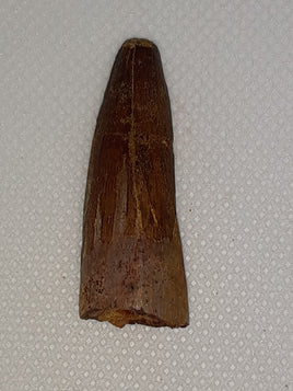 Spinosaur Tooth