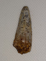 Rooted Ceratopsian Tooth