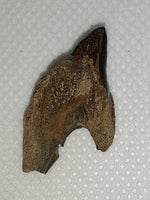 Rooted Ceratopsian Tooth