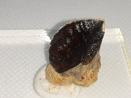 Ceratopsian Tooth
