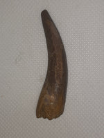 Plesiosaur (Zarafasaura) Tooth