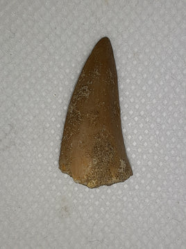 Prognathodon (Mosasaur) Tooth