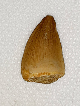 Prognathodon ( Mosasaur) Tooth