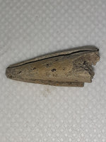 Ornithomimid Claw Tip