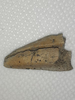 Ornithomimid Claw Tip