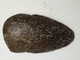 Pachycephalosaur Claw