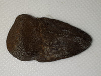 Pachycephalosaur Claw