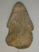 Pachycephalosaur Claw