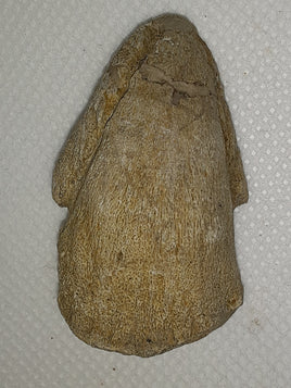 Pachycephalosaur Claw