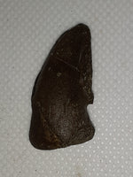 Pachycephalosaur claw