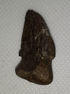 Pachycephalosaur claw