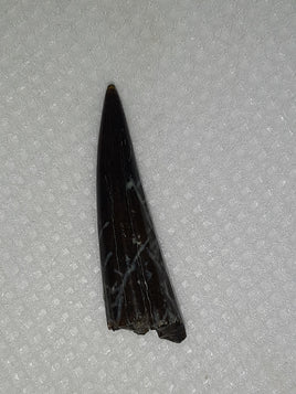 Pterosaur? Tooth, Bissekty Formation, Uzbekistan