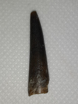 Probable Pterosaur Tooth, Bissekty Formation, Uzbekistan.