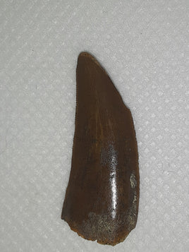 Timurlengia tooth, Bissekty Formation, Uzbekistan