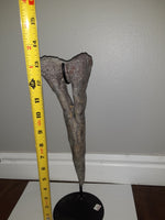 Sauropod Chevron, Morrison Formation. With Stand