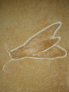 Insect Solnhofen, Jurassic Period. Beautiful Antennae and wings, 3D!