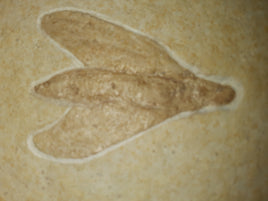 Insect Solnhofen, Jurassic Period.