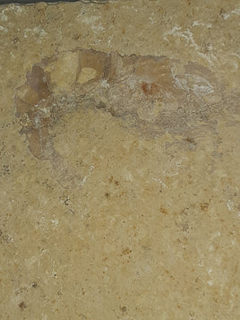 Shrimp, Solnhofen. Jurassic Period