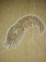 Shrimp, Solnhofen. Jurassic Period