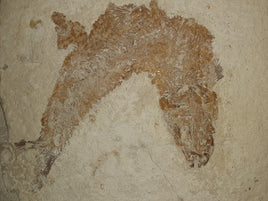 Solnhofen Fish, Jurassic Period