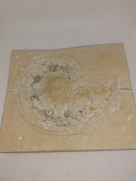 Solnhofon Ammonite, Jurassic