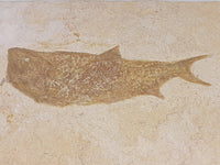 Solnhofen Fish, Late Jurassic