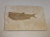 Solnhofen Fish, Late Jurassic