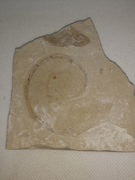 Ammonite, Solnhofen. Late Jurassic.
