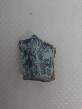 Kritosaurus Tooth, Aguja Formation, Texas