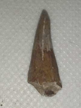 Dimetrodon milleri Tooth, Permian